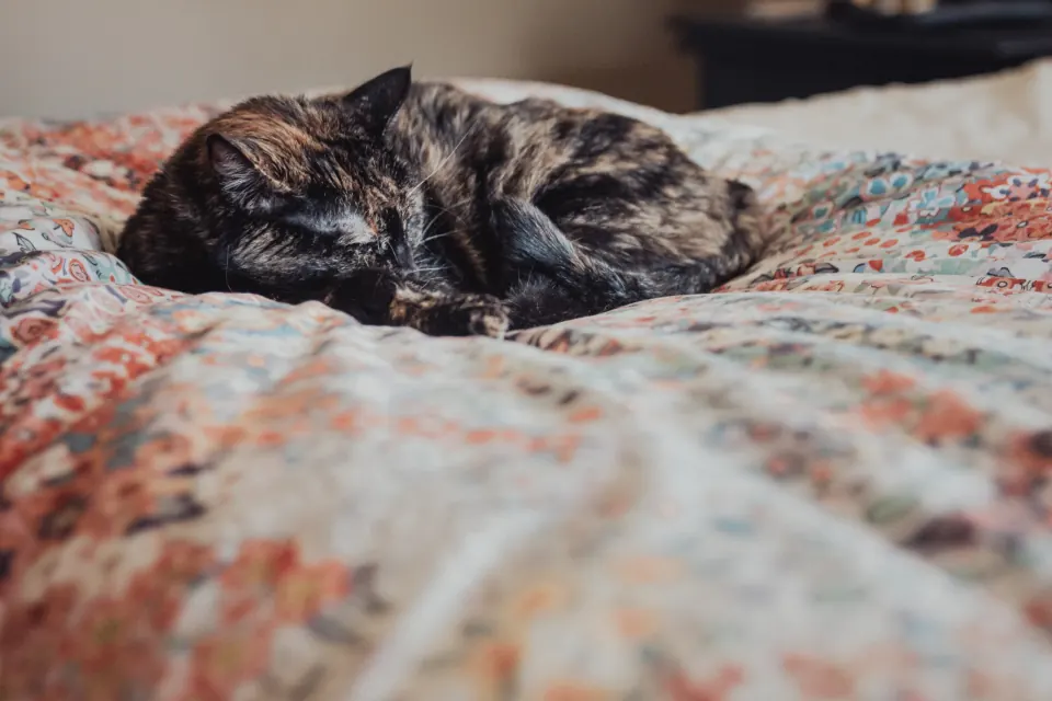 Cat curled up asleep on a patterned bedspread in daylight